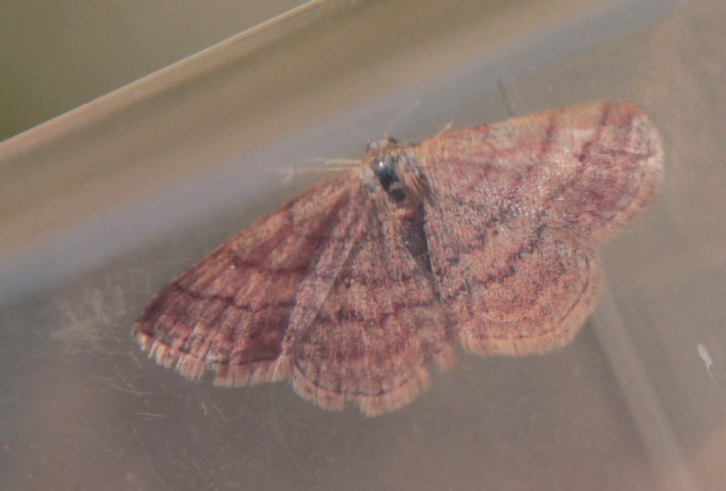 Qualcuno mi sa dire che falena �? Scopula rubiginata - Geometridae